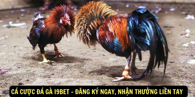 Cá cược đá gà I9BET - Đăng ký ngay, nhận thưởng liền tay 